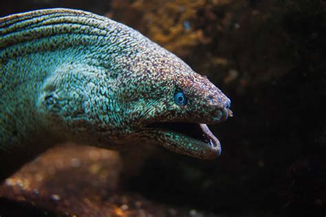 eel like fish saltwater